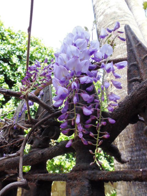 Barcelona Flower