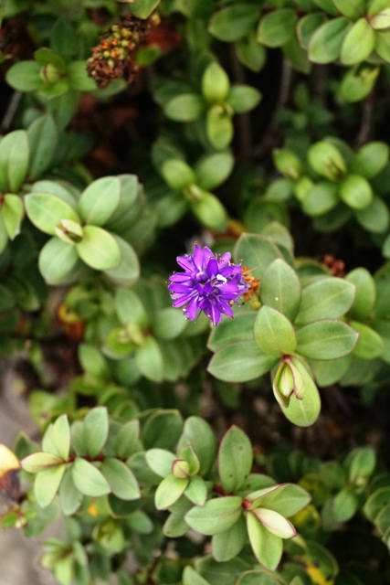 St Nicholas Church Garden Flower