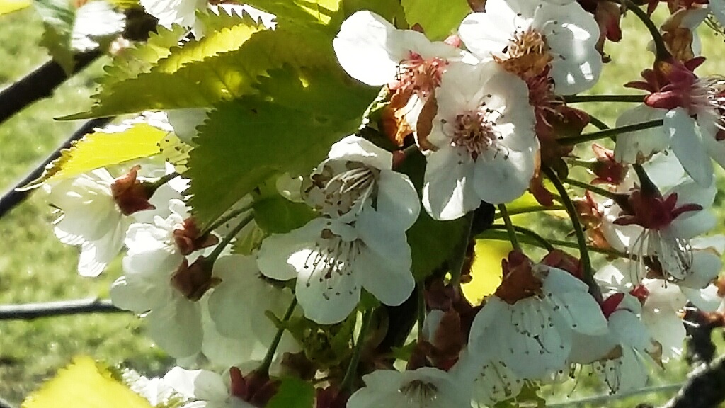 Spring Flowers