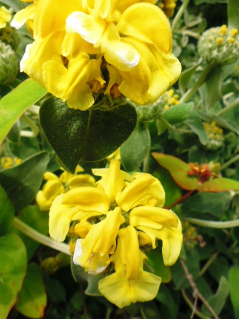 Wollaton Hall Flowers