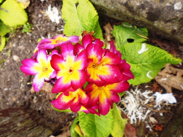 Wollaton Hall Flowers