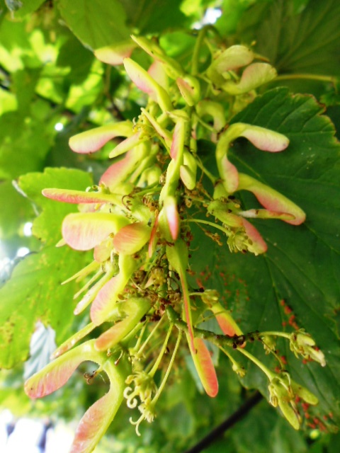 Wollaton Hall Sycamore