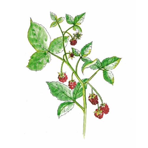2025 AugustHolden Clough Raspberry Artisan Market flyer