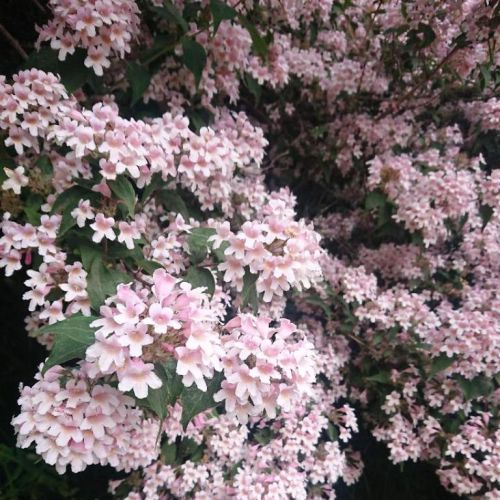 Buckingham Palace Garden Pink Blooms
